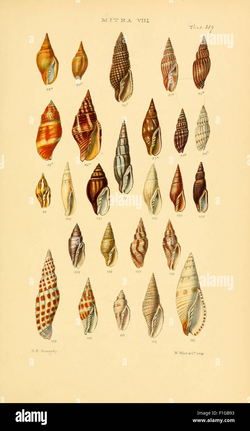 Featuring multiple shells hi-res stock photography and images - Alamy