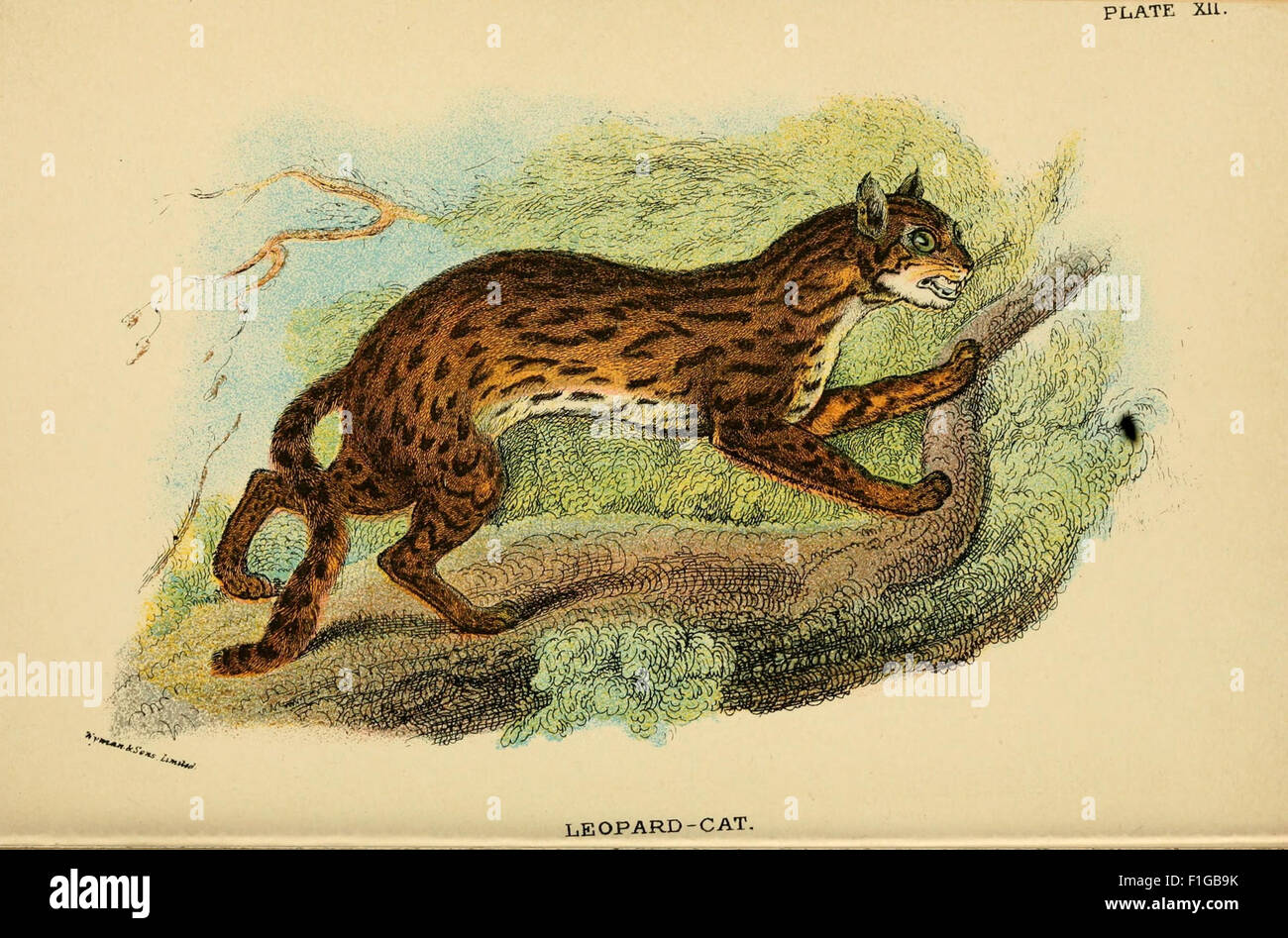 This handbook provides an in-depth study of the Carnivora order ...