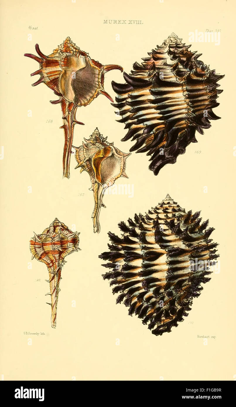 Scientific Shell Book A vintage scientific work detailing various genera of shells, providing ...