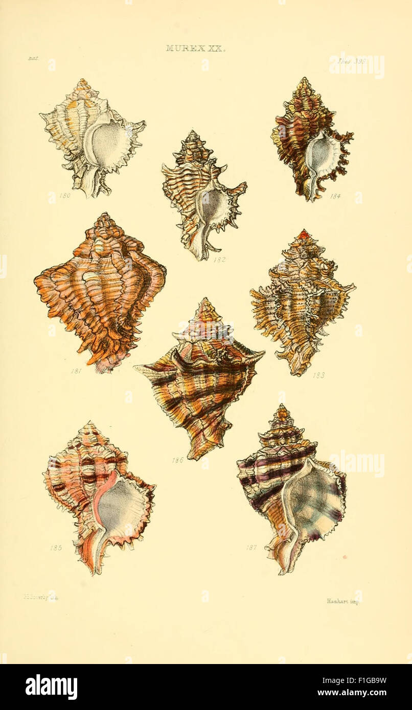 This work provides detailed monographs on various genera of shells ...