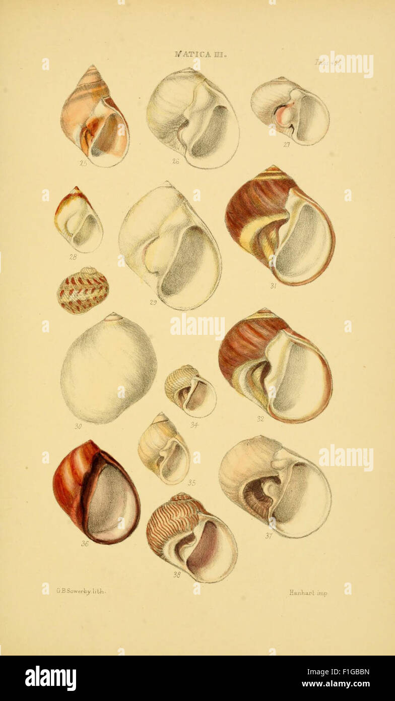 A 19th-century monograph on shell genera, featuring detailed ...