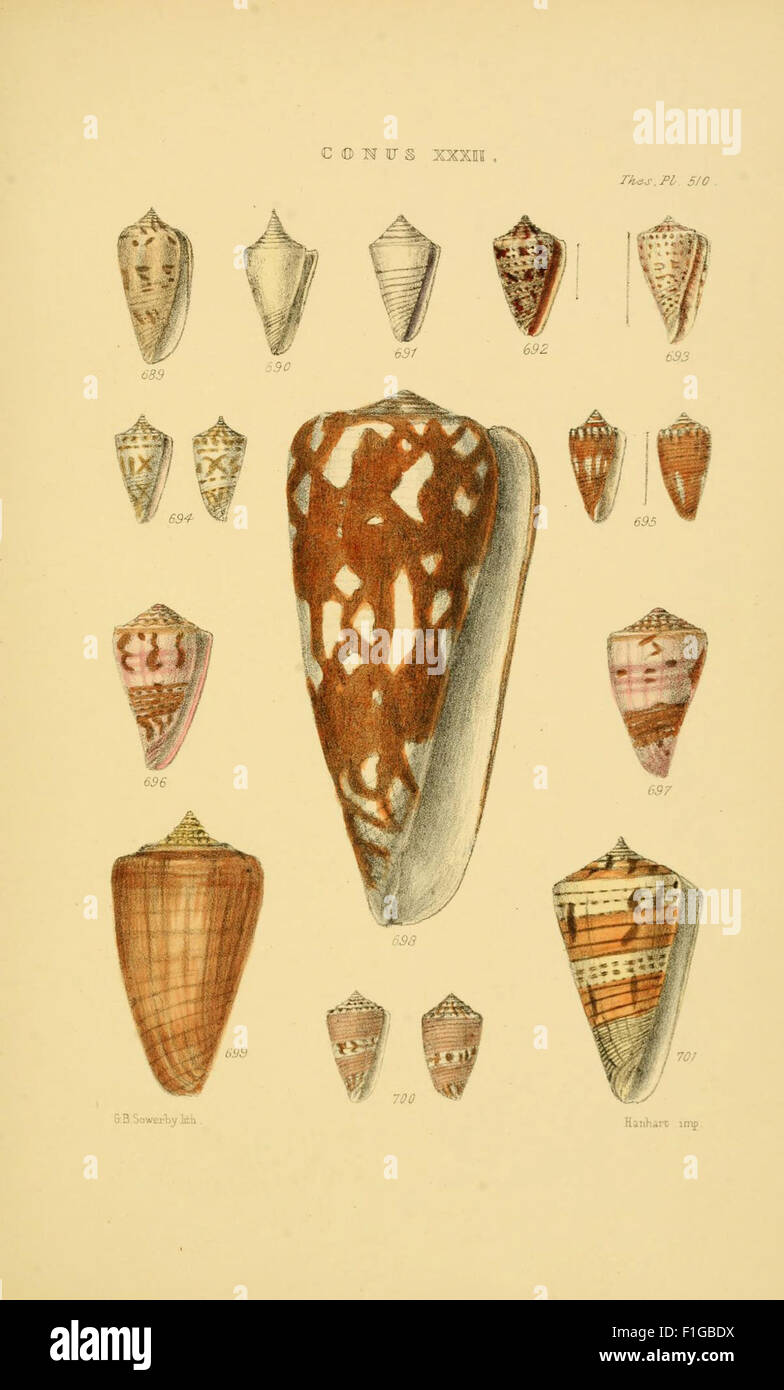 This work offers a detailed catalog and illustrations of shell genera ...