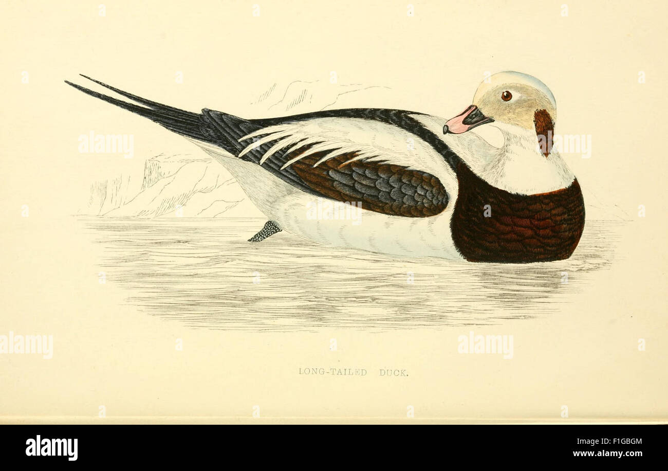 A history of British birds Stock Photo Alamy