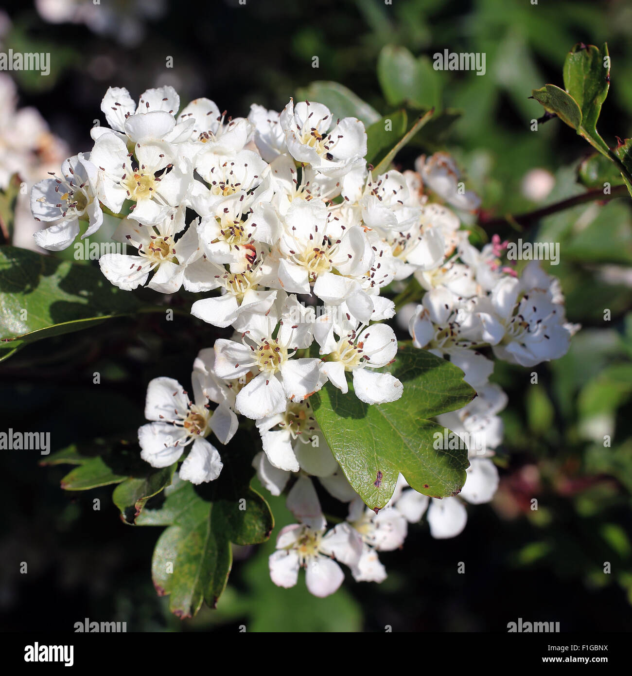 "May blossom" flowers of the Common Hawthorn, or May Tree, (Crataegus