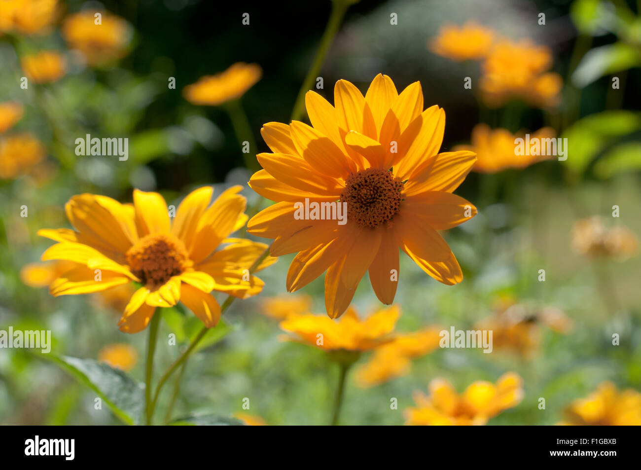 Yellow daisy flowers in beautiful August sunlight in a farmers' garden ...