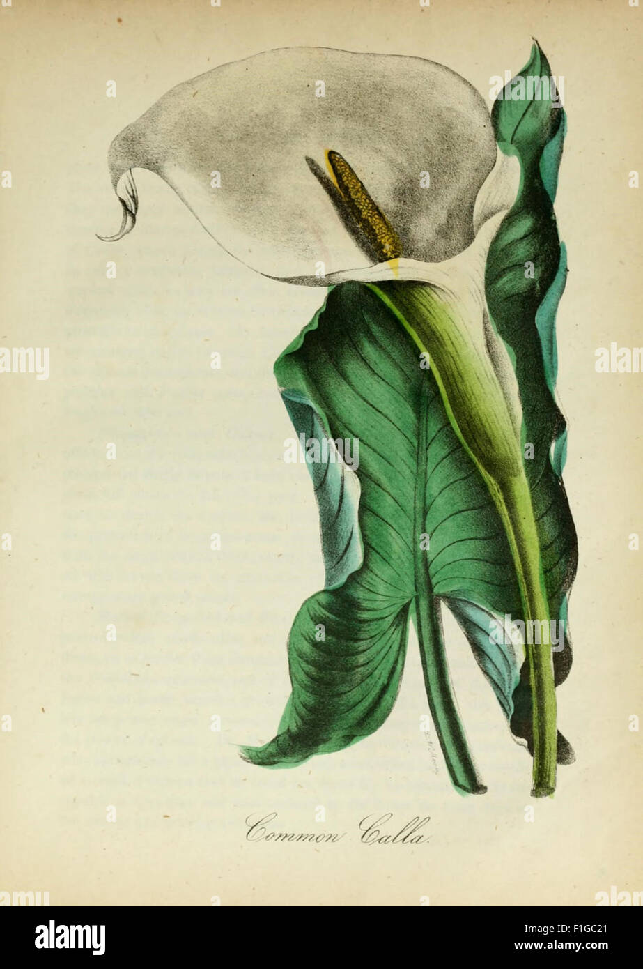 this-work-provides-a-comprehensive-look-at-the-flora-of-north-america