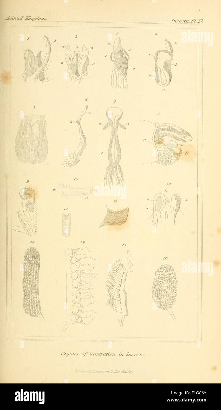 A comprehensive work on the animal kingdom, focusing on the ...