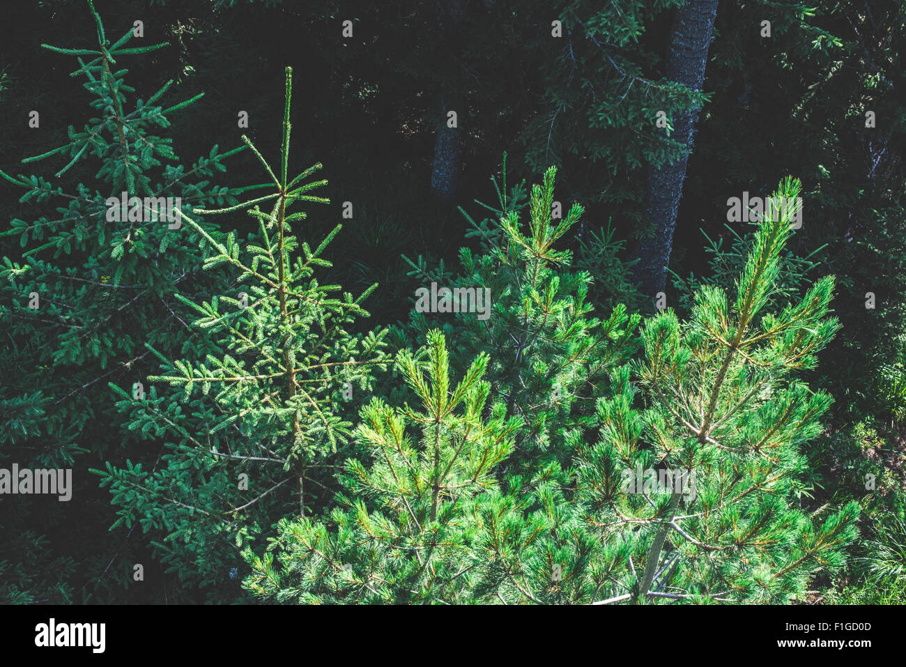 Green fir forest landscape Stock Photo