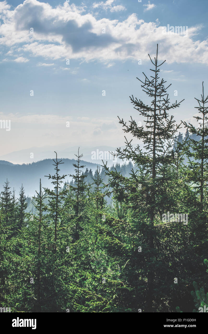 Green fir forest landscape Stock Photo - Alamy