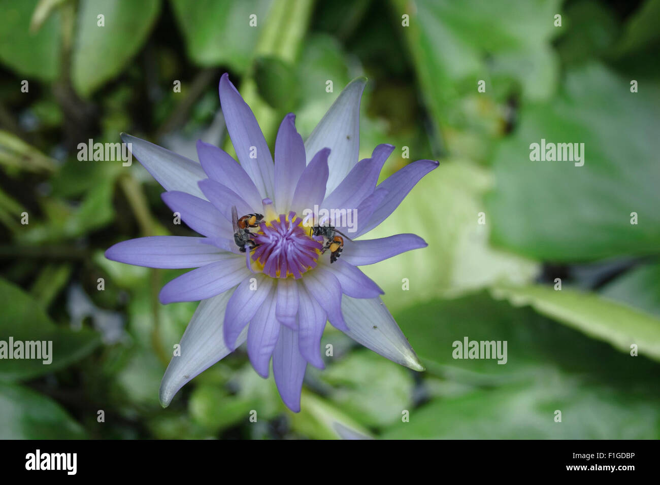 Bee water lily hi-res stock photography and images - Alamy
