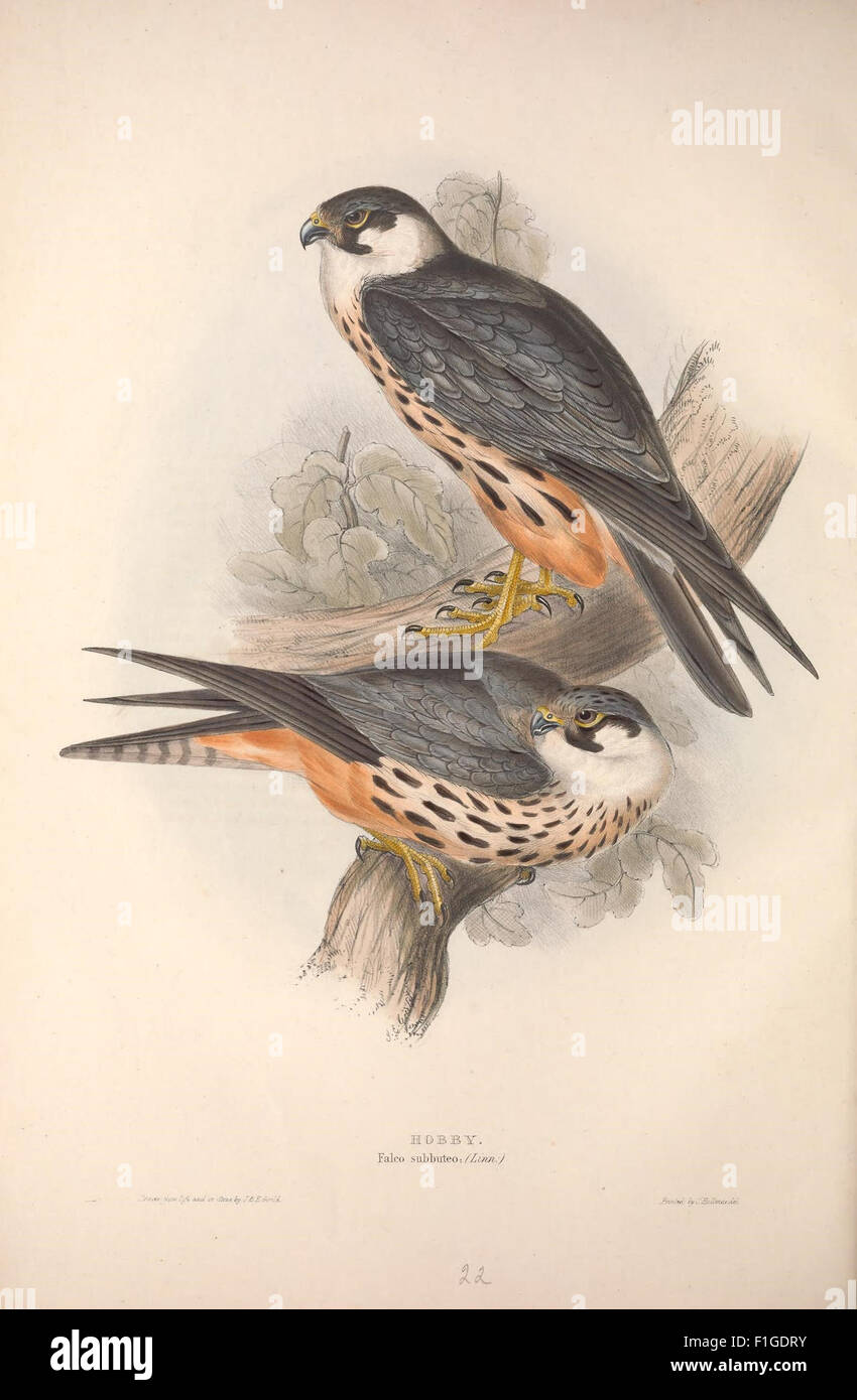 The birds of Europe Stock Photo - Alamy
