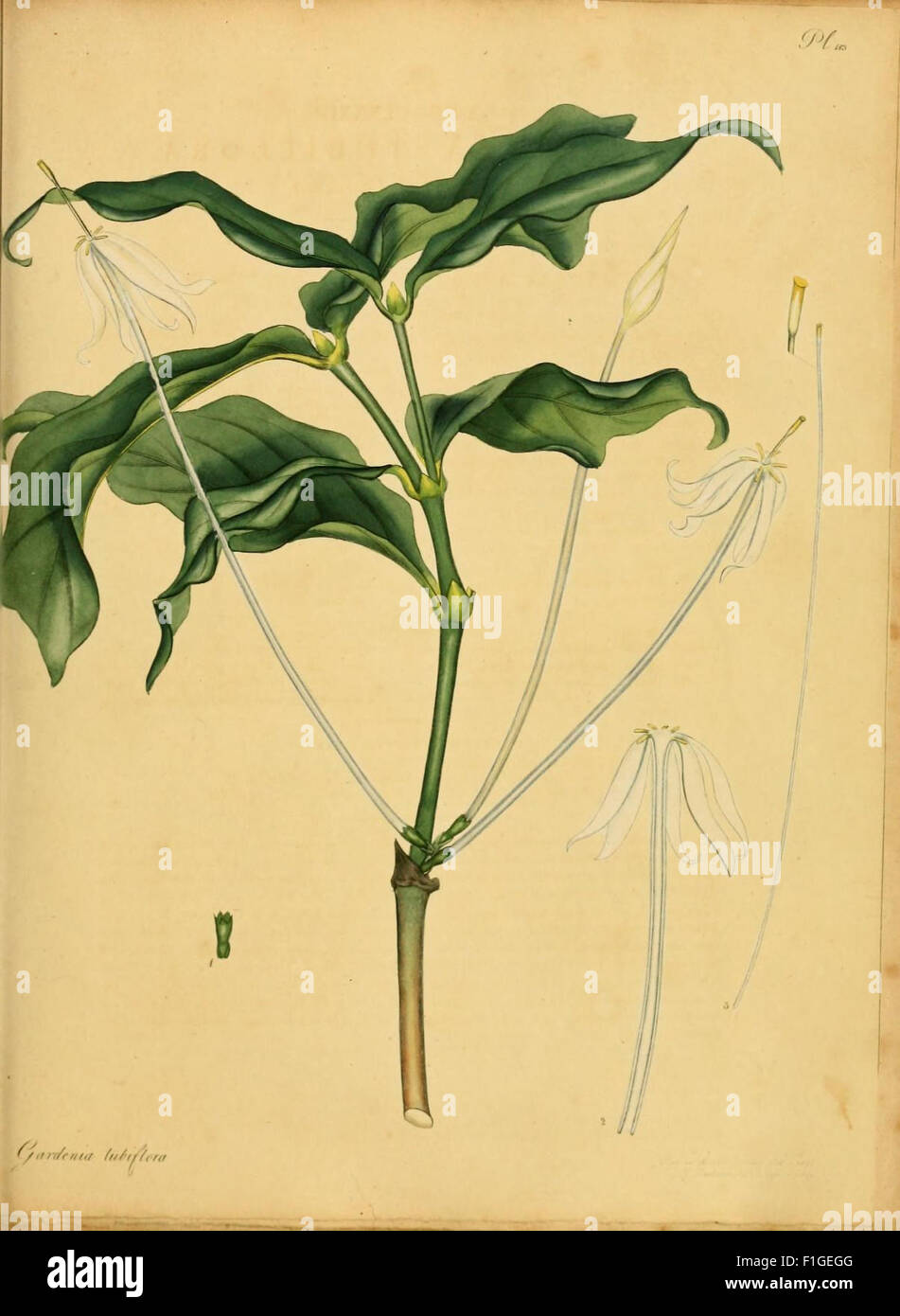 'The Botanist's Repository' features new and rare plant species ...