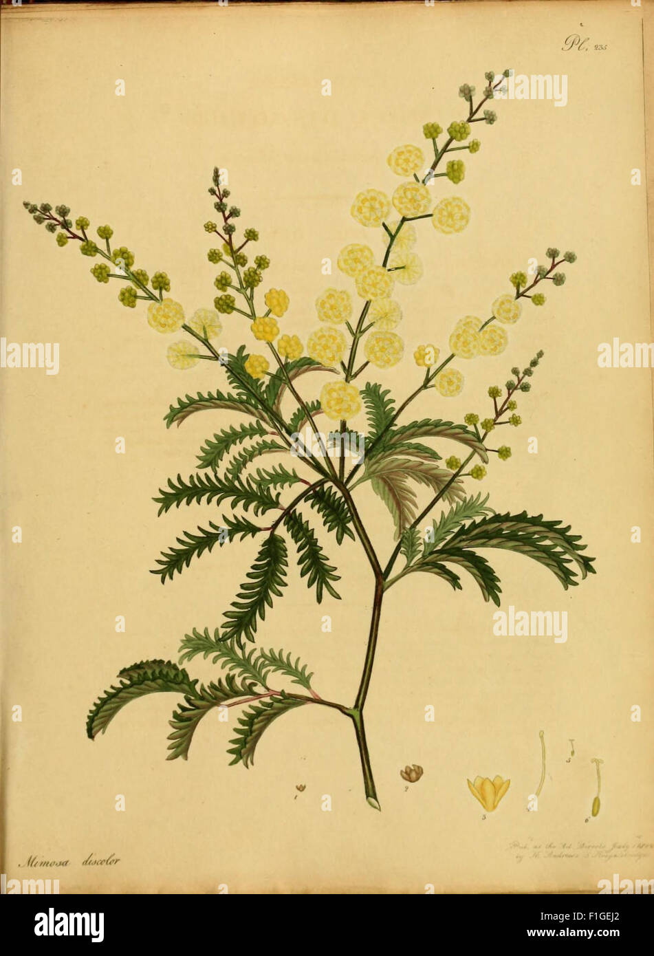 This 19th-century work presents new and rare plants, featuring detailed ...