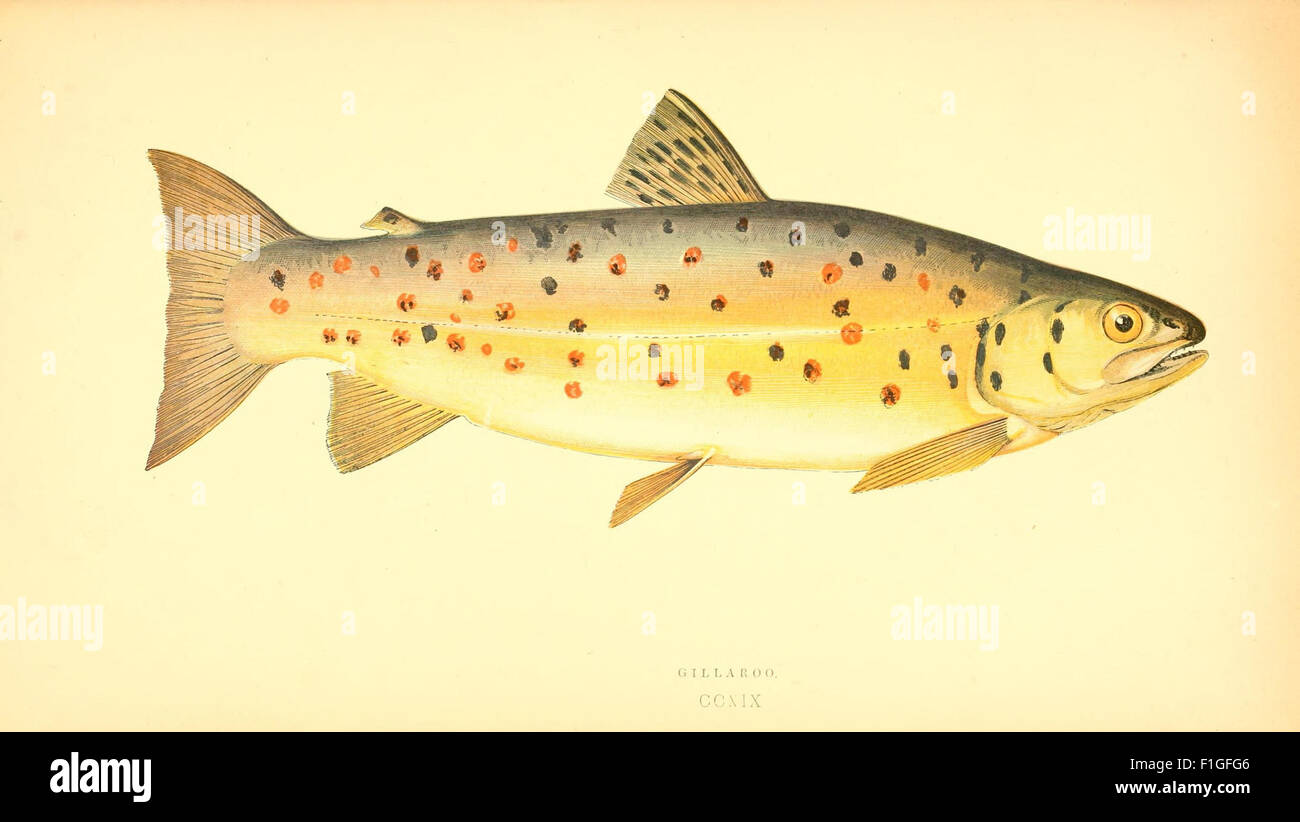 'A History of the Fishes of the British Islands' is a detailed work ...