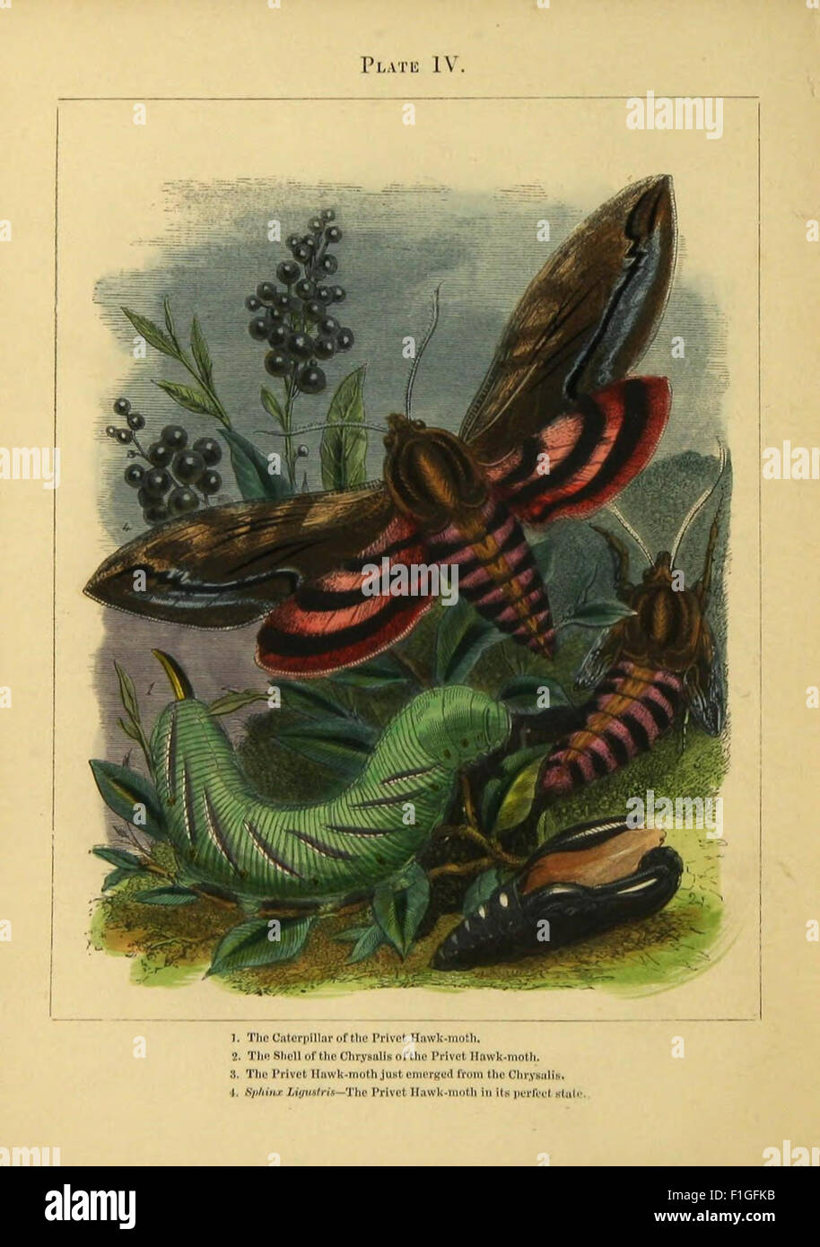 The butterfly vivarium Stock Photo Alamy