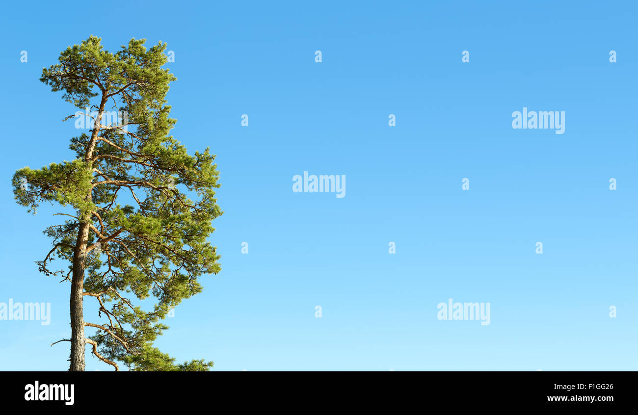 One pine tree and cloudless blue sky, copy space Stock Photo