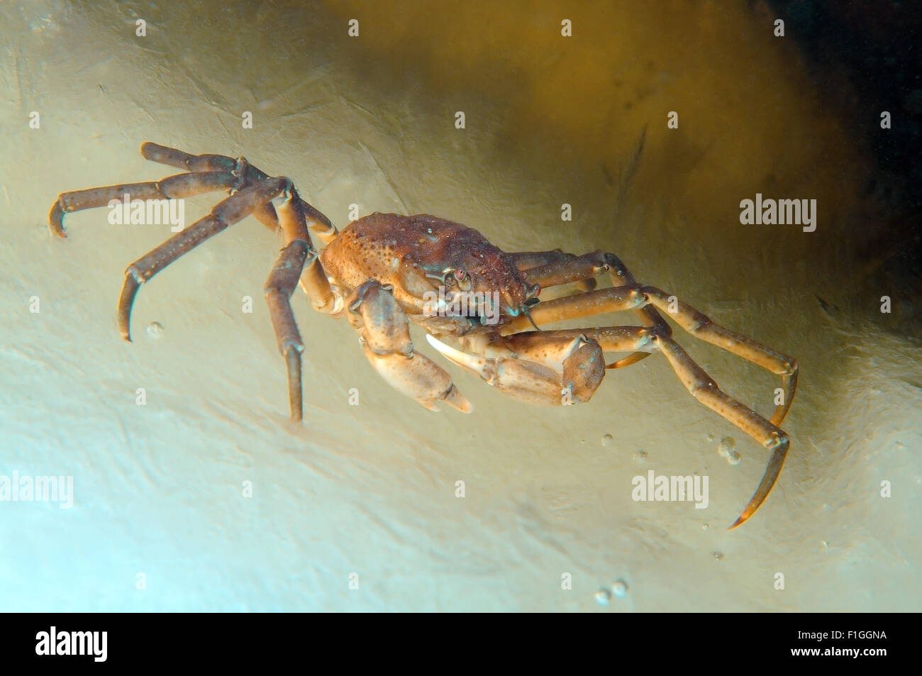 White Sea, Arctic, Russia. 15th Oct, 2014. Great spider crab (Hyas coarctatus alutaceus) walking on ice, Arctic, Russia, Russian north, north, Kareliya, White sea © Andrey Nekrasov/ZUMA Wire/ZUMAPRESS.com/Alamy Live News Stock Photo