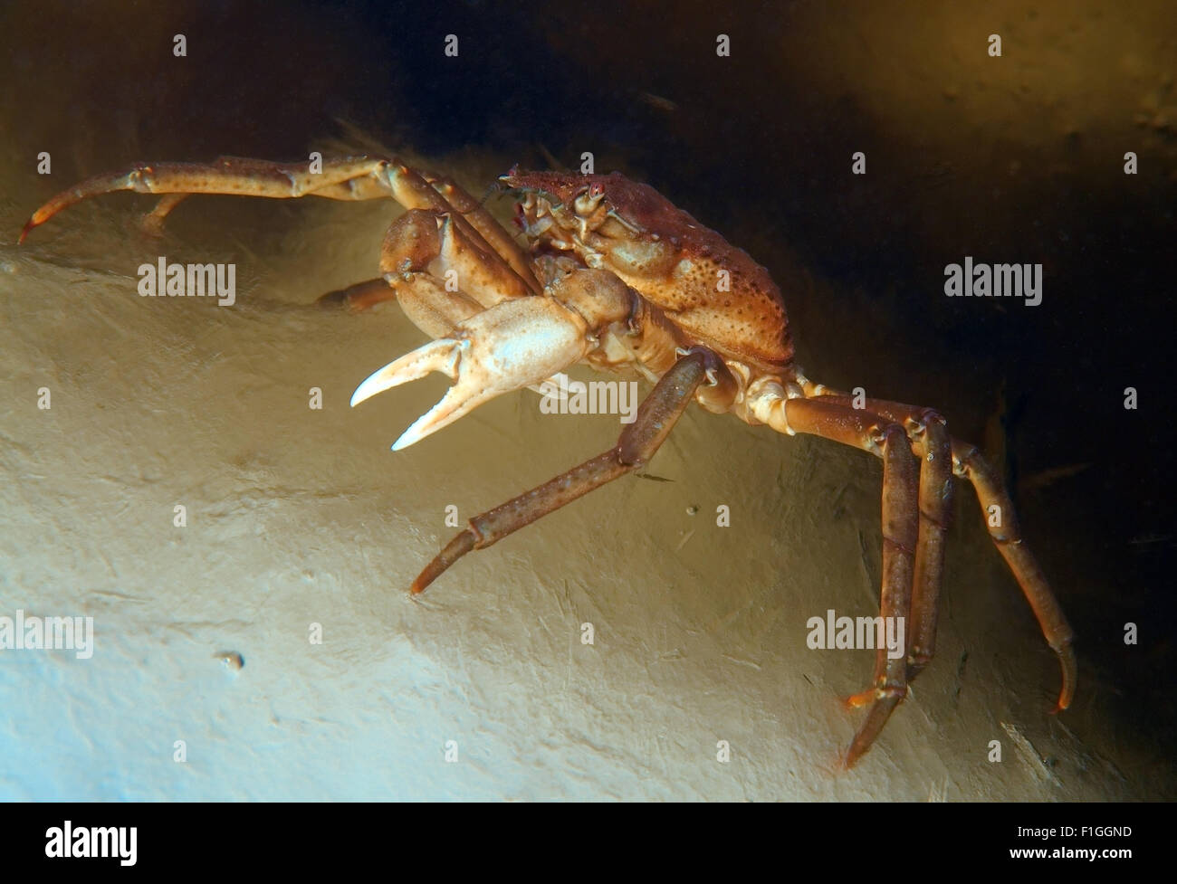 White Sea, Arctic, Russia. 15th Oct, 2014. Great spider crab (Hyas coarctatus alutaceus) walking on ice, Arctic, Russia, Russian north, north, Kareliya, White sea © Andrey Nekrasov/ZUMA Wire/ZUMAPRESS.com/Alamy Live News Stock Photo