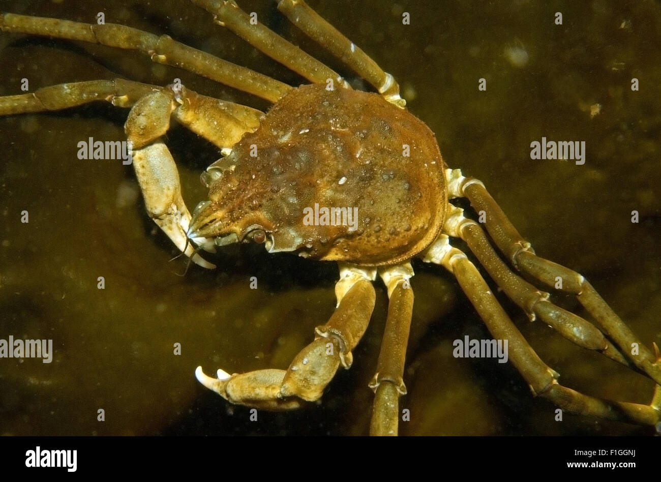 White Sea, Arctic, Russia. 15th Oct, 2014. Arctic, Russia, Russian north, north, Kareliya, White sea © Andrey Nekrasov/ZUMA Wire/ZUMAPRESS.com/Alamy Live News Stock Photo