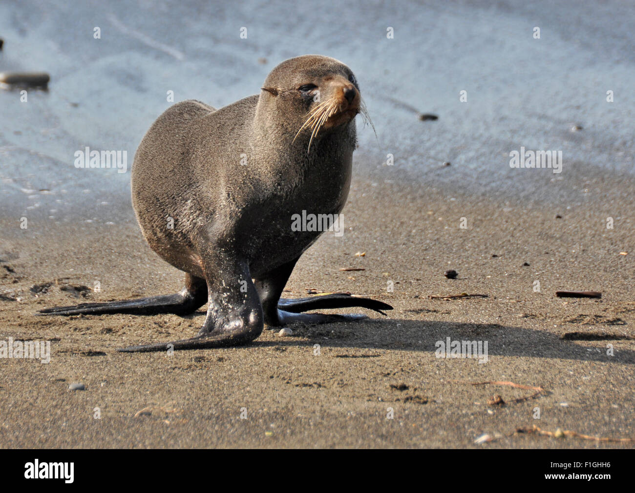 Wild seal walking on a sandy beach in New Zealand Stock Photo