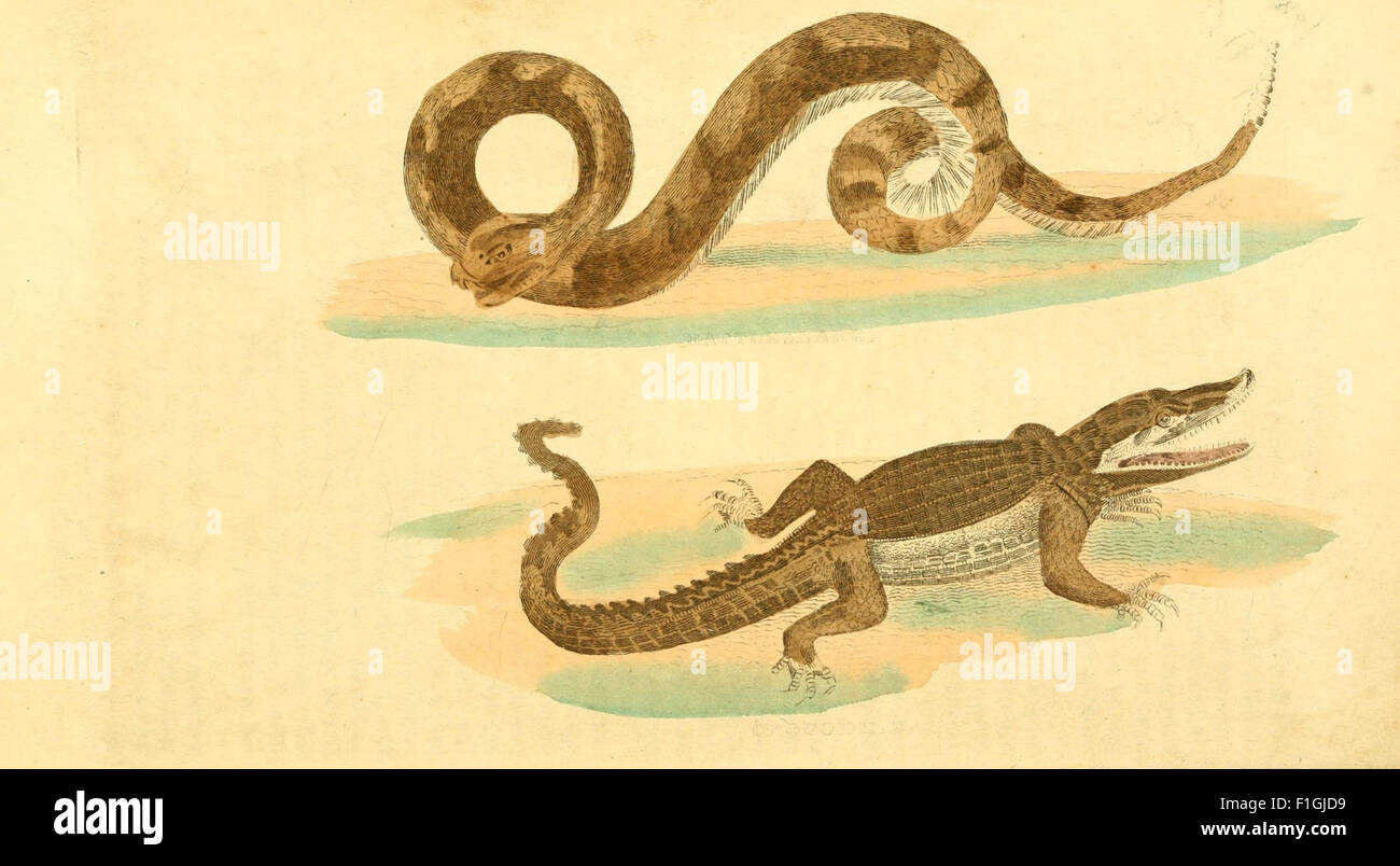 This work, 'A Natural History of Birds, Fishes, Reptiles, and Insects ...