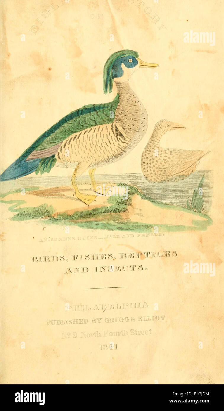 'A Natural History of Birds, Fishes, Reptiles, and Insects' is a ...