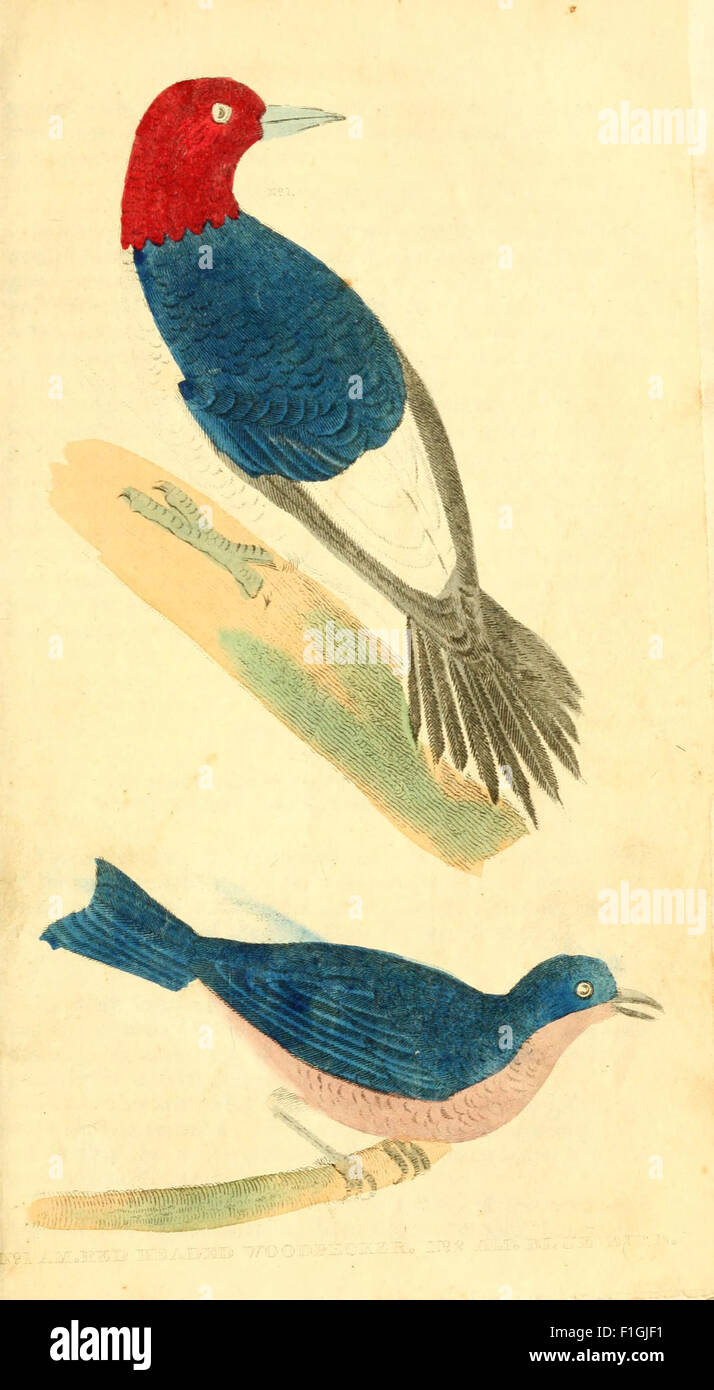 A natural history of birds, fishes, reptiles, and insects Stock Photo ...