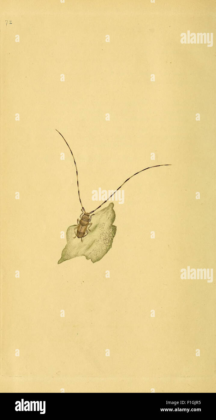 *The Natural History of British Insects* focuses on the insect species ...