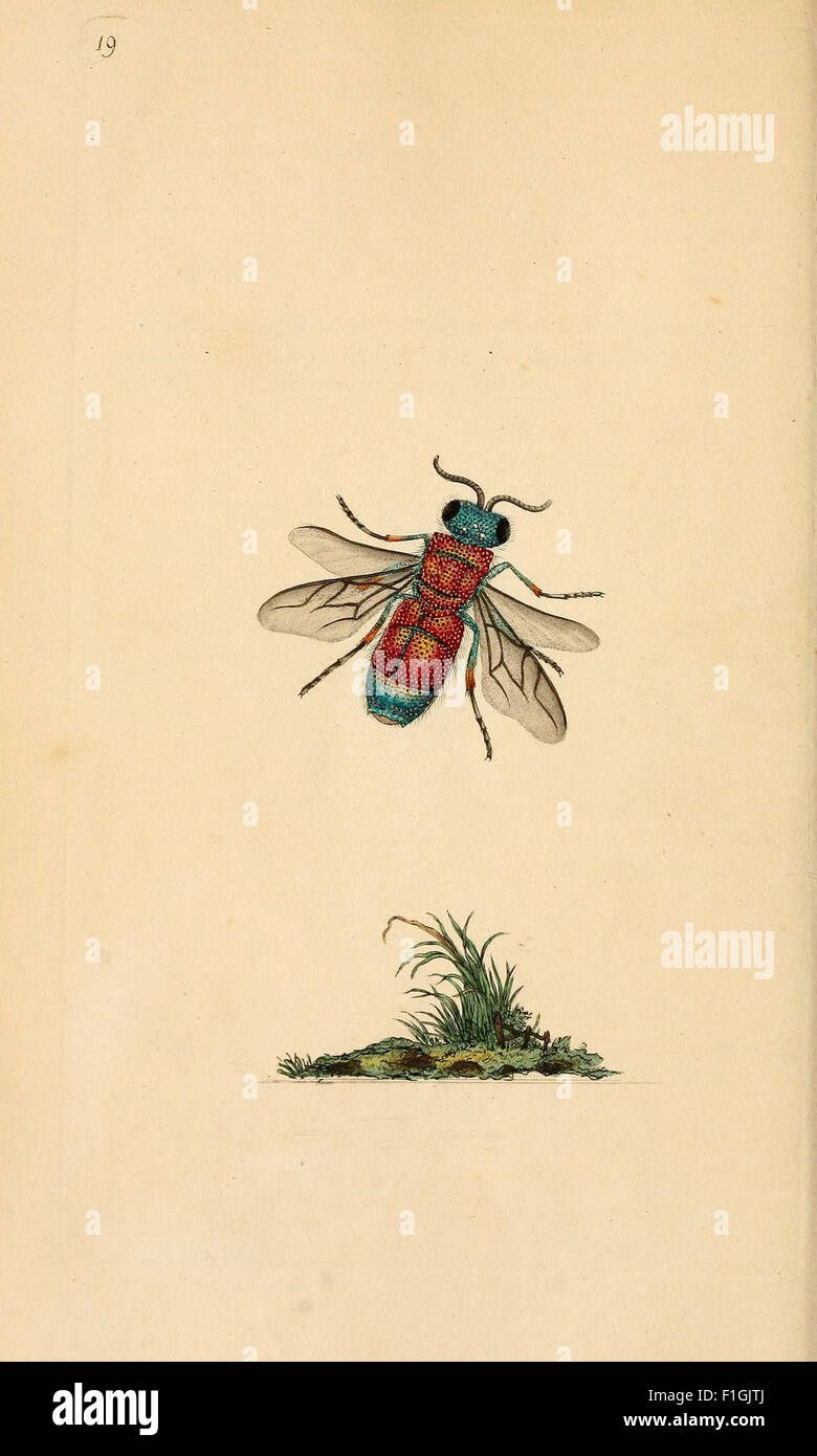 'The Natural History of British Insects' offers comprehensive ...