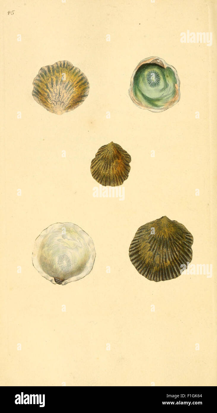 'The Natural History of British Shells' provides detailed illustrations ...