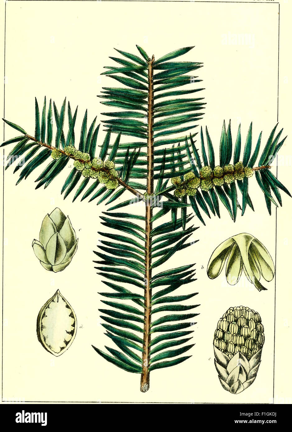 'The North American Sylva' is an early work cataloging the forest trees ...