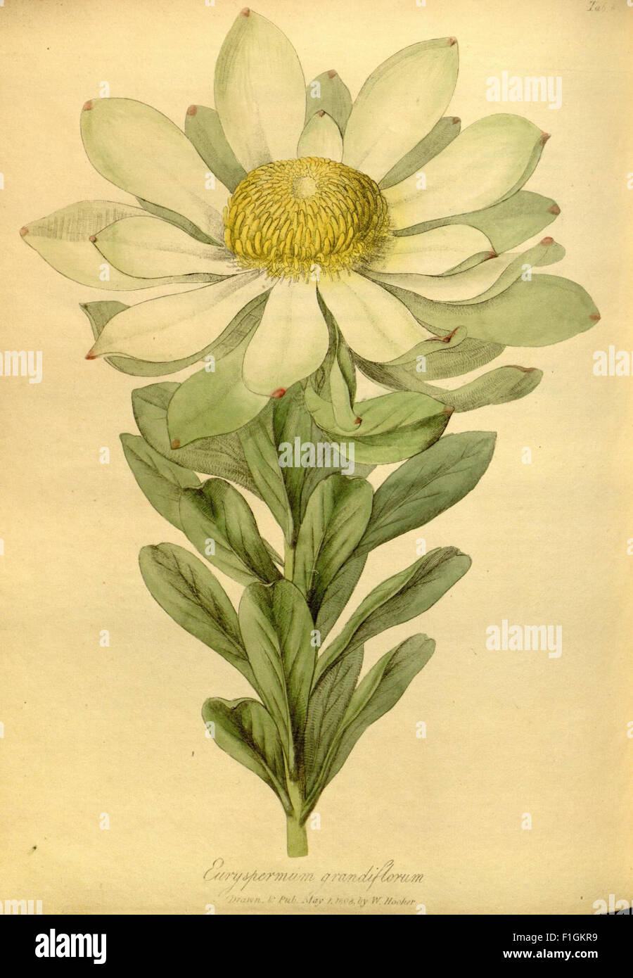 The paradisus londinensis Stock Photo