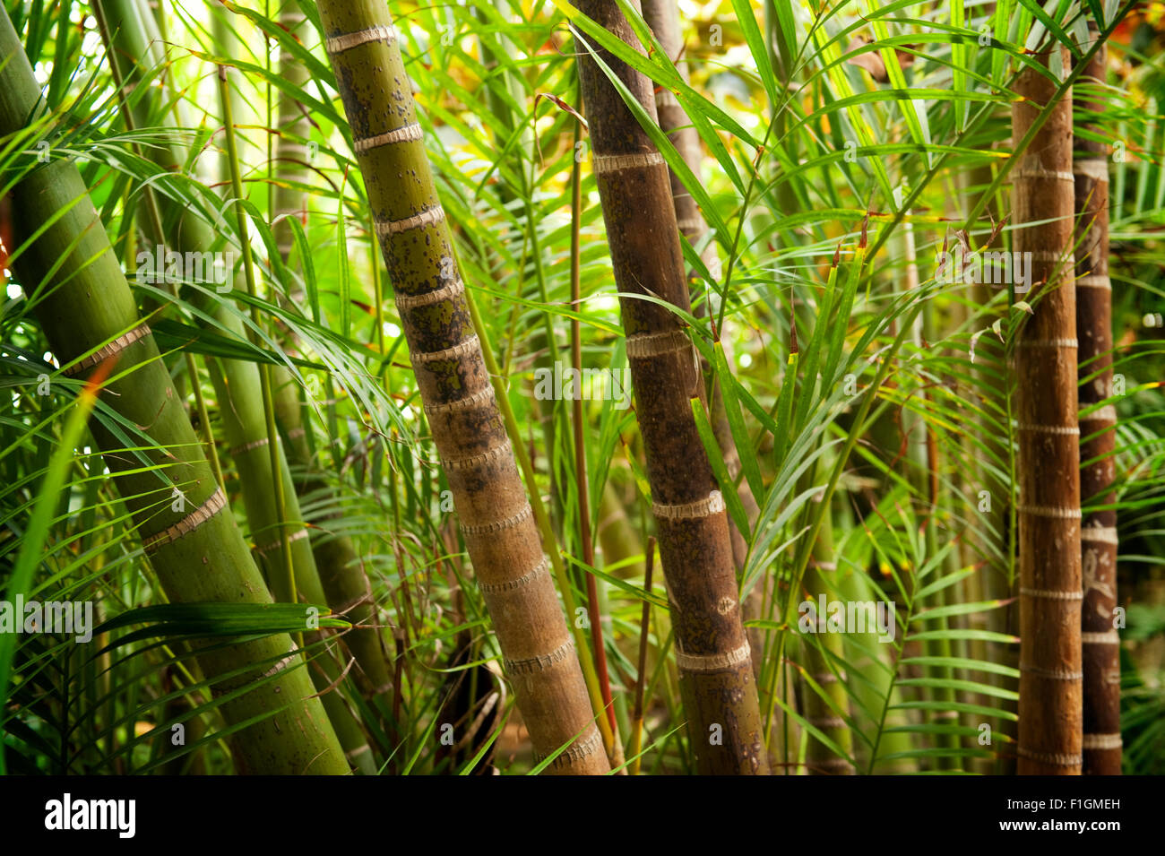 Picture of a tropical forest background Stock Photo