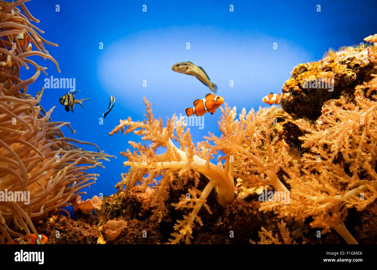 Underwater life Stock Photo