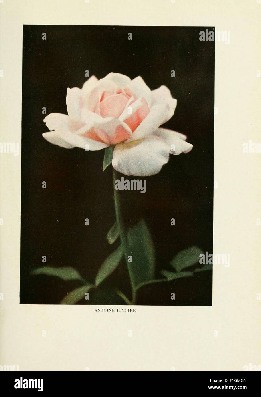 'The Practical Book of Outdoor Rose Growing for the Home Garden' offers ...