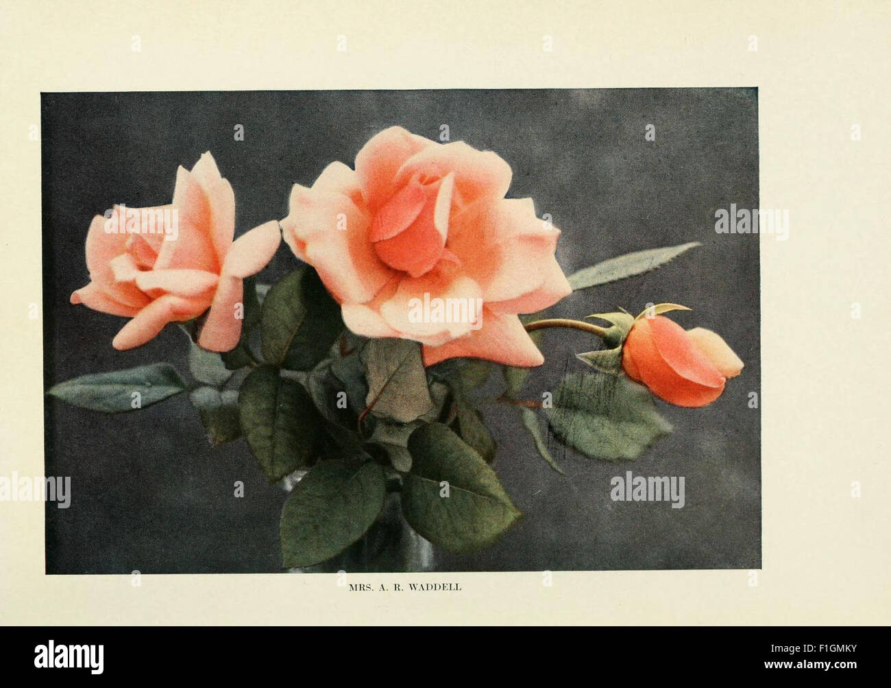 'The Practical Book of Outdoor Rose Growing for the Home Garden ...