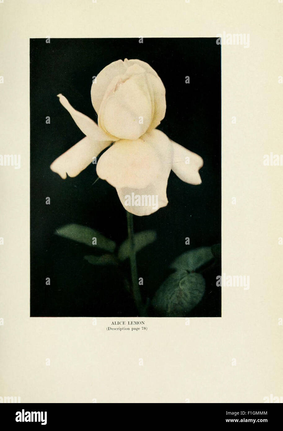 'The Practical Book of Outdoor Rose Growing for the Home Garden ...