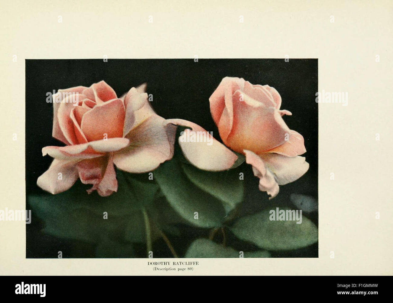 The practical book of outdoor rose growing for the home garden Stock ...