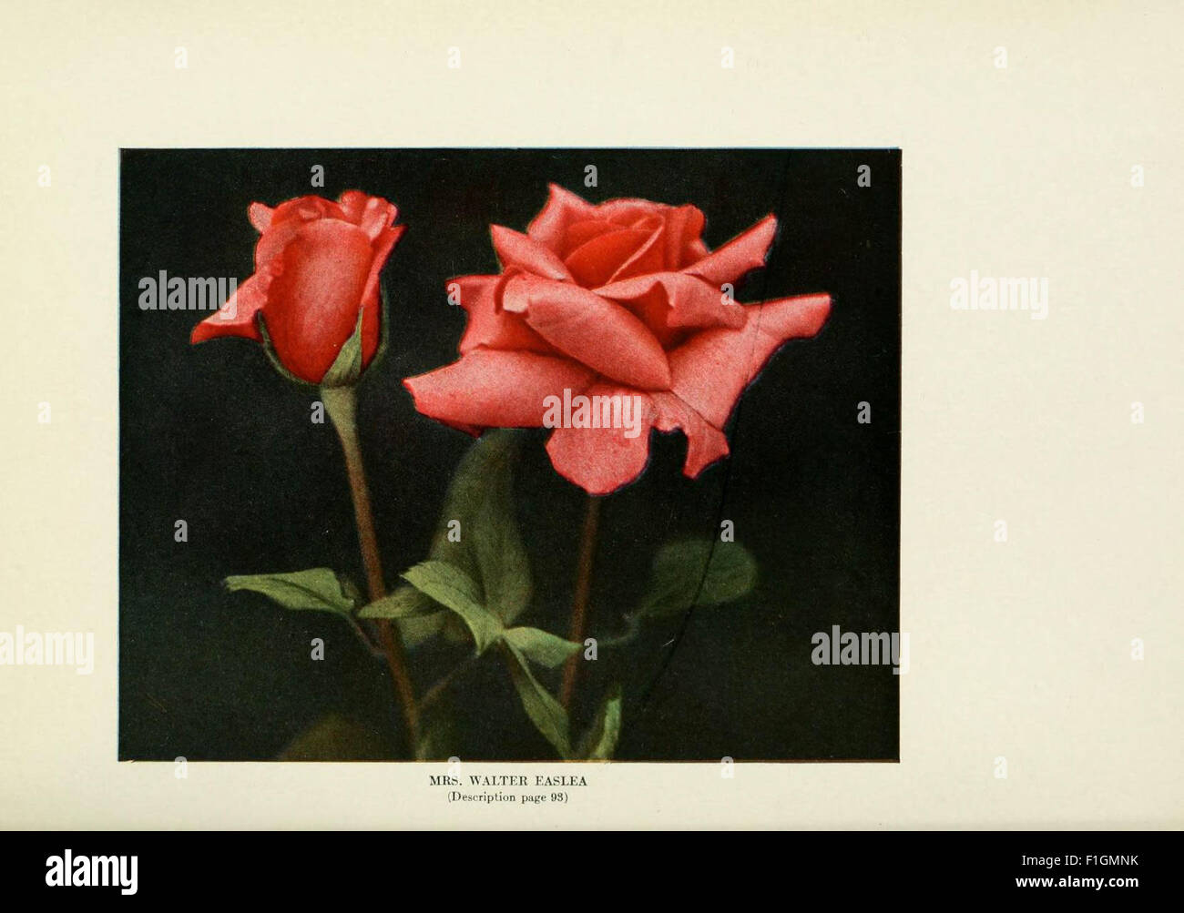 This guide provides practical advice on cultivating roses in home ...