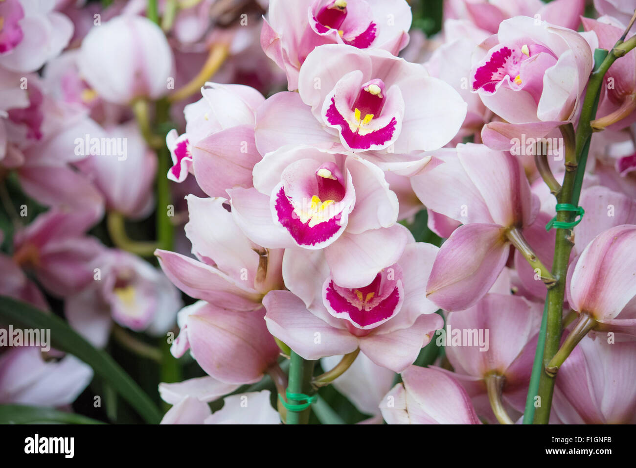 Purple cymbidium hi-res stock photography and images - Alamy