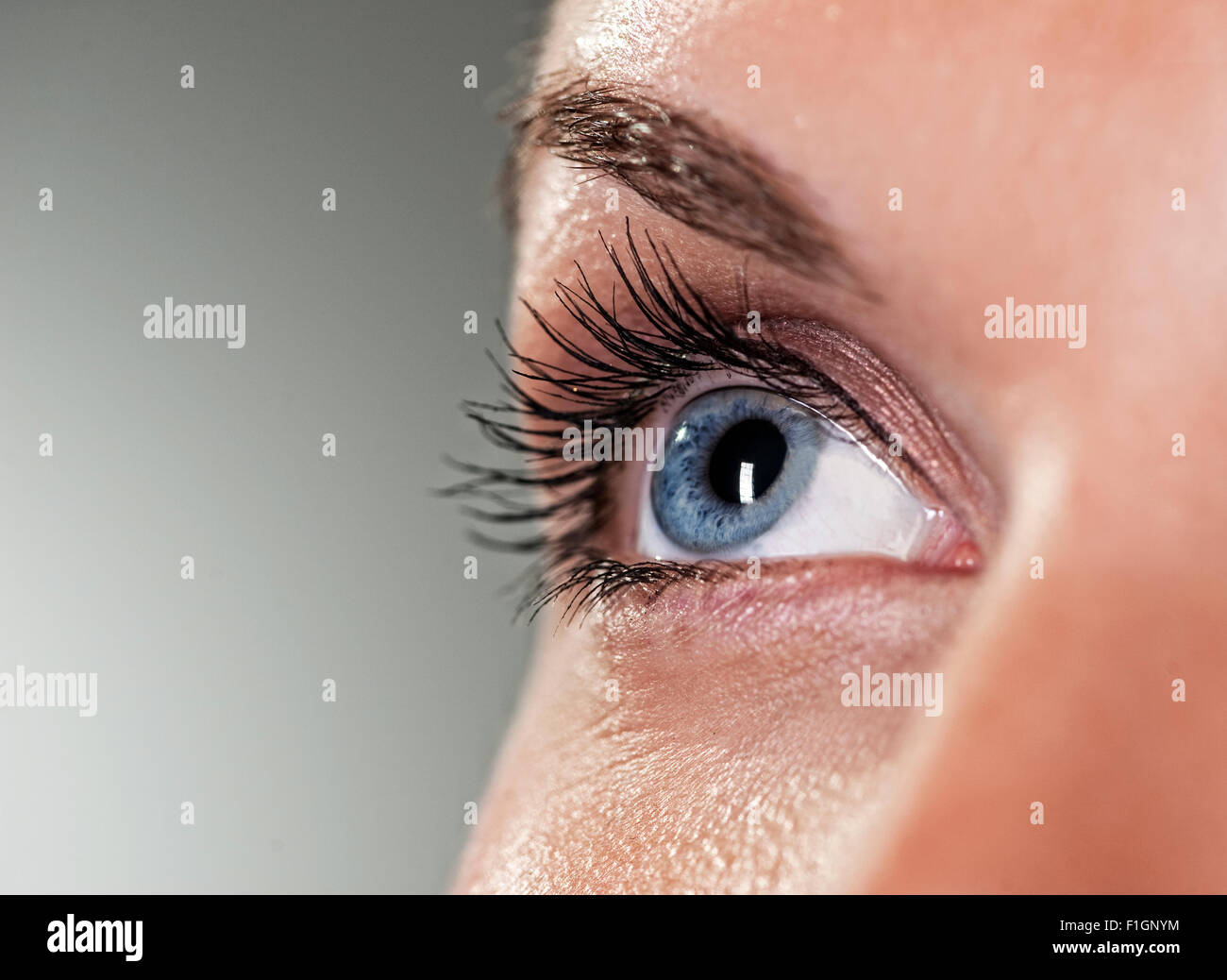 Blue eye on grey background (shallow DoF) Stock Photo