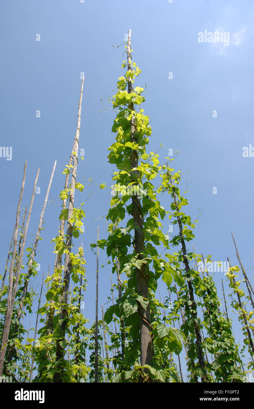 Hop in the ecological cultivation grows in hop-pole up Stock Photo