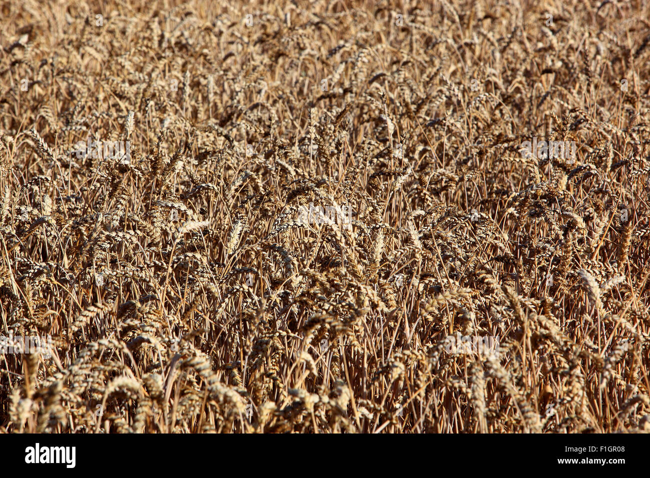 Ripe wheat field in summer, grain, wheat Stock Photo