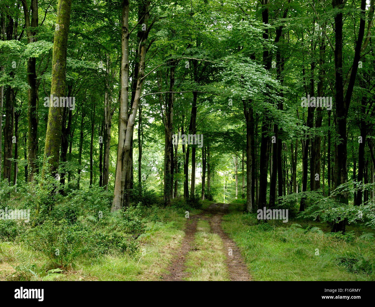 Forest Road, Milton Park Wood, Milton Abbas, Dorset, UK Stock Photo Alamy