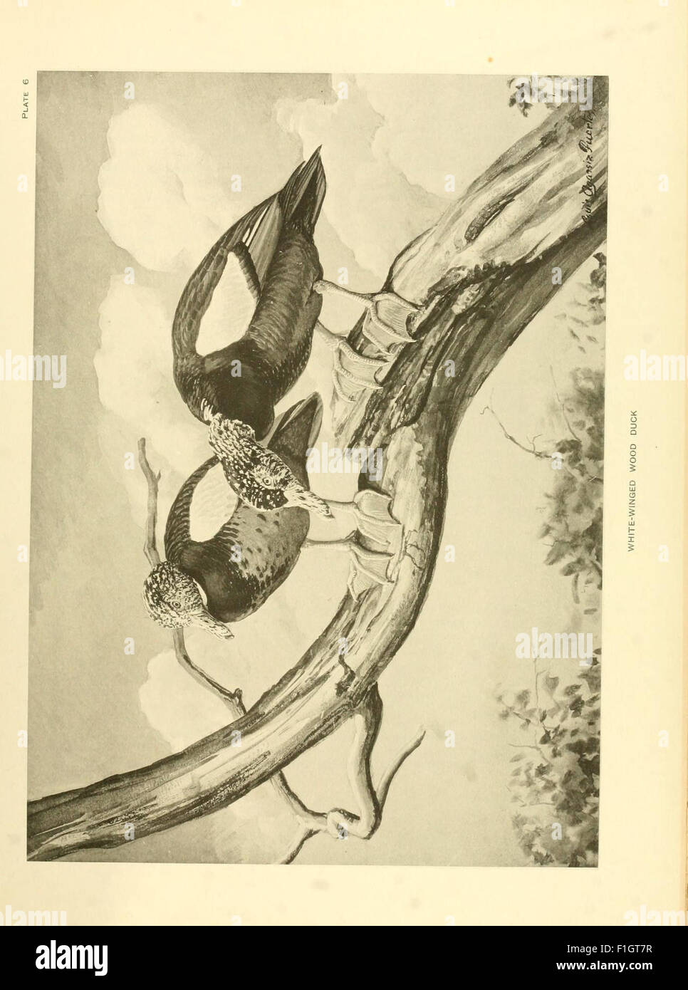 Duck Evolution Science 'A Natural History of the Ducks' is a detailed zoological study ...