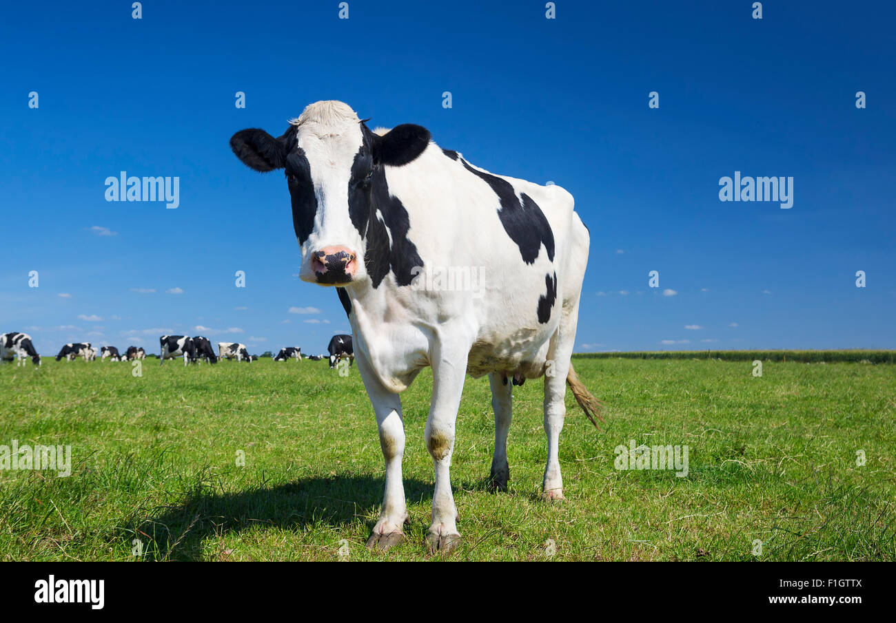 Portrait of cow on green grass with blue sky Stock Photo - Alamy