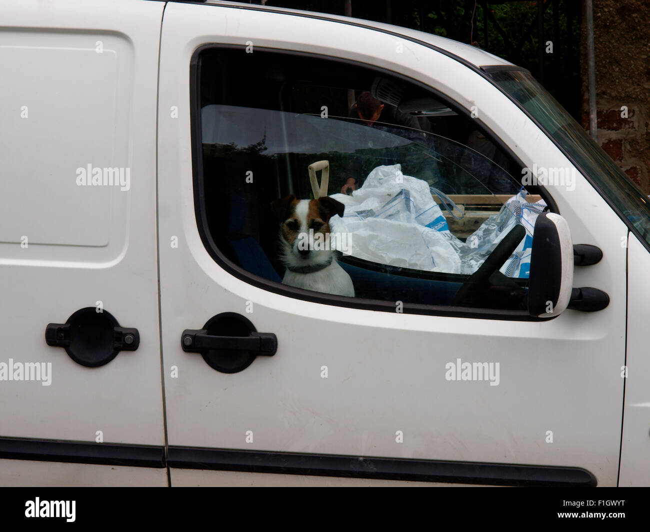 Dog sat in the drivers seat of a van looking out of the window, UK Stock Photo