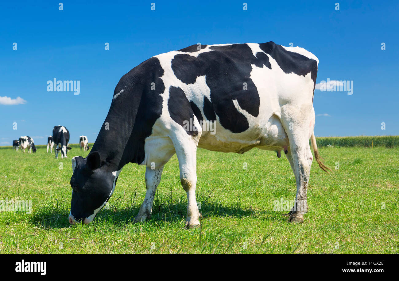 Cow grazing on a green meadow Stock Photo - Alamy