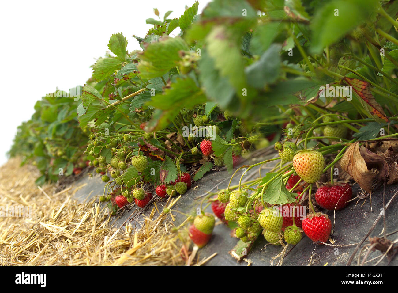 Strawberries growing on farm Stock Photo - Alamy