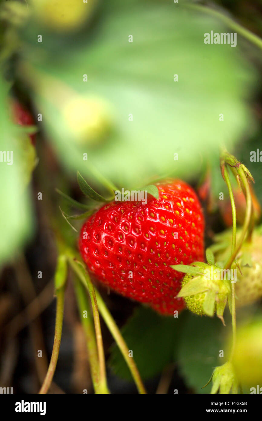 Strawberries growing on farm Stock Photo - Alamy